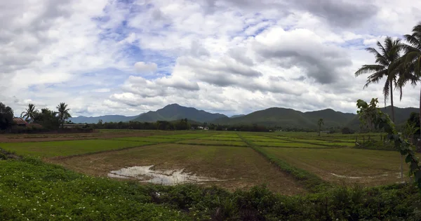 稻田附近山甘烹 — 图库照片