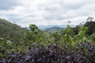 Chong Yen Mae Wong Milli Parkı'nda