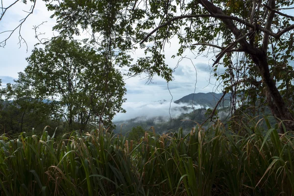 Chong Yen no Parque Nacional Mae Wong — Fotografia de Stock