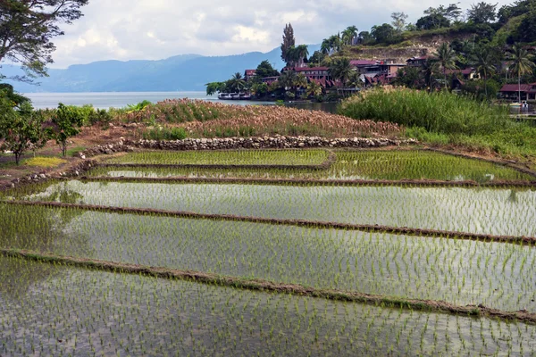 Campos de arroz, Samosir — Foto de Stock