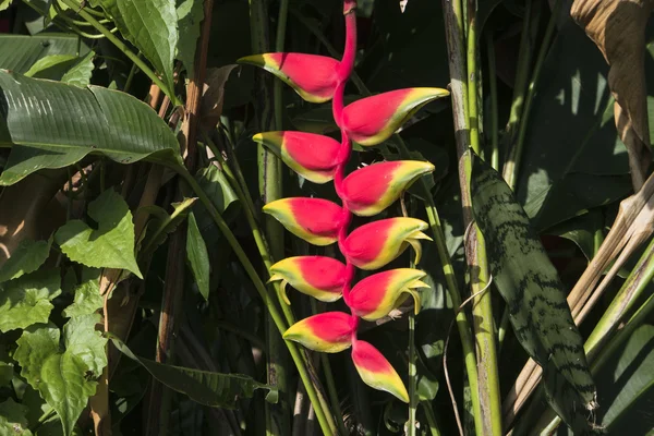 Fotos de plantas de Samosir Island . Imagen de archivo