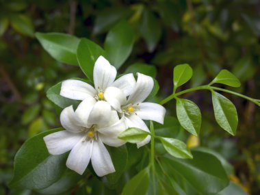 Chiang Rai ormandaki üç beyaz orman çiçekler.