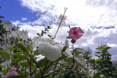 Hibiscus Bush ile beyaz ve pembe çiçekler.