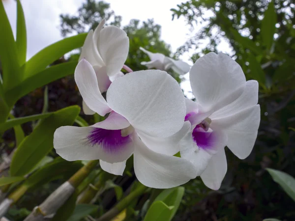 Dos flores de orquídea del bosque . —  Fotos de Stock