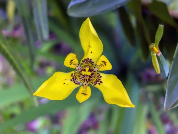 Yellow Walking Iris. — Stock Photo, Image