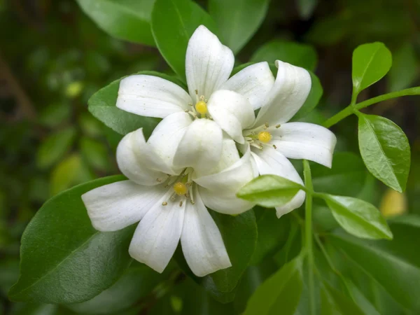 stock image Murraya Paniculata.