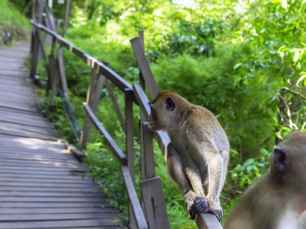 Perfil de Macaques . — Fotografia de Stock