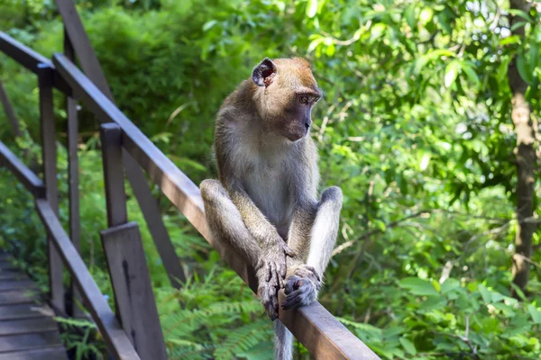 Jeune macaque . — Photo