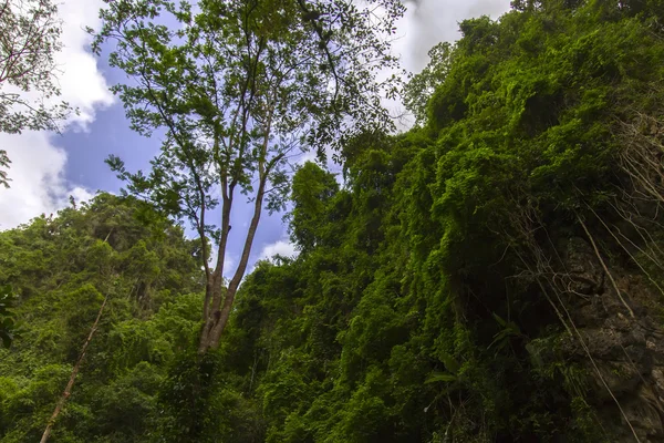 Onder durian bomen. — Stockfoto