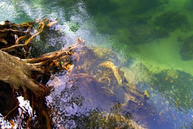 olayları, ağaç kökleri.