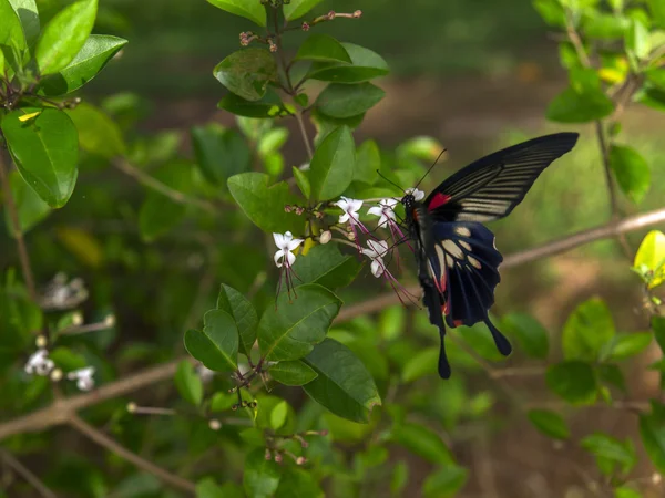 Pillangó virág Clerodendrum. — Stock Fotó