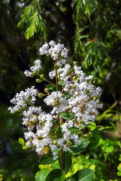 Lagerstroemia Speciosa Blanco — Foto de Stock