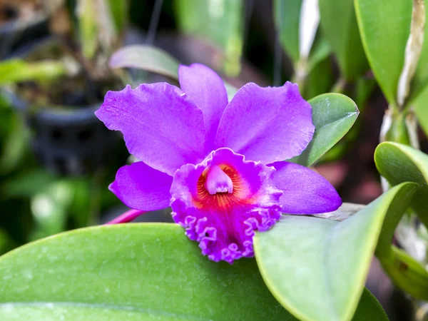 Orchidée pourpre . — Photo