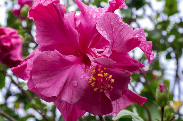 Flor de hibisco después de la lluvia . — Foto de Stock