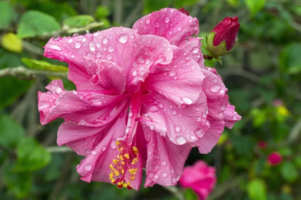 Růžový ibišek květ a bud po dešti. — Stock fotografie