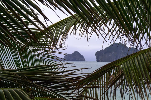 A través de las ramas de la palma . — Foto de Stock