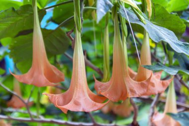 yağmur sonra brugmansia çiçek.