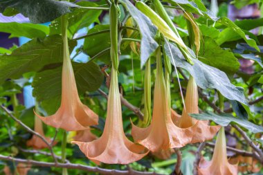 Brugmansia.