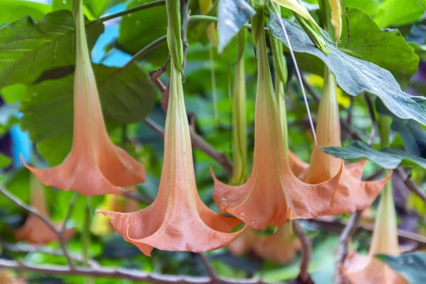 yağmur sonra brugmansia çiçek.