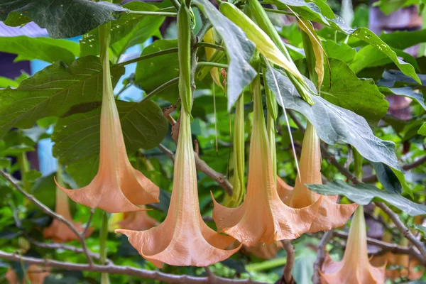 Brugmansia. —  Fotos de Stock