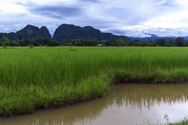 Campos de arroz, colinas . —  Fotos de Stock
