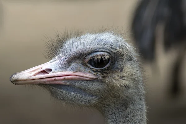 Common Ostrich Head. — Stock Photo, Image
