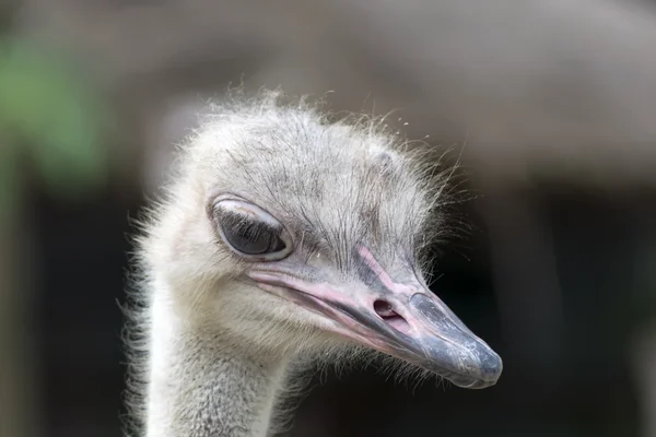 Common Ostrich Female Foreface. — Stock Photo, Image