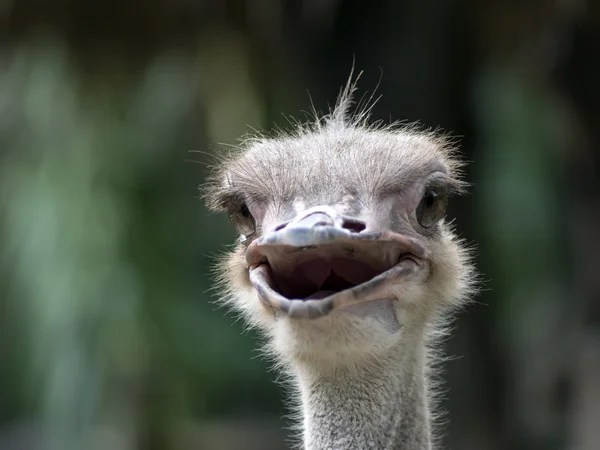 Common Ostrich Foreface. — Stock Photo, Image