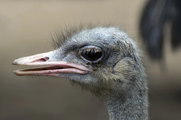 Common Ostrich Head — Stock Photo, Image