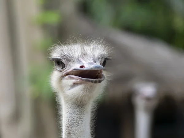 Common Ostrich Heads. — Stock Photo, Image