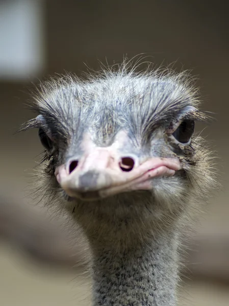 Common Ostrich View. — Stock Photo, Image