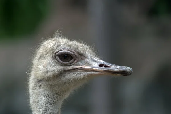 Ostrich Head. — Stock Photo, Image