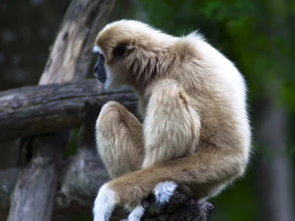 Gibbon de lar — Fotografia de Stock