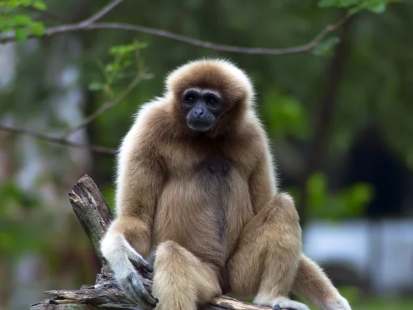 Gibbon lar. — Foto de Stock