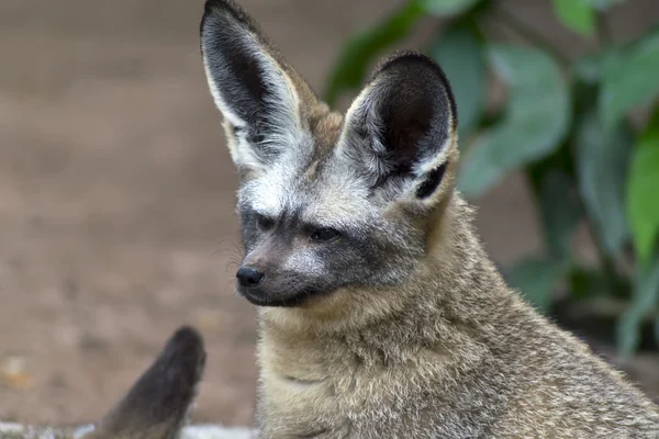 Otocyon Megalotis, Bat-eared fox. — Stock Photo, Image