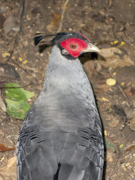 Phasianus Head. — Stock Photo, Image