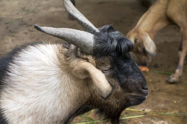 Gehoornde hoofd. — Stockfoto