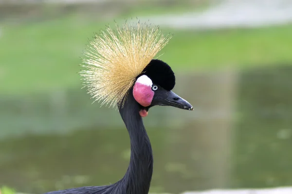 Grey Crowned Crane Portrait. — Stock Photo, Image