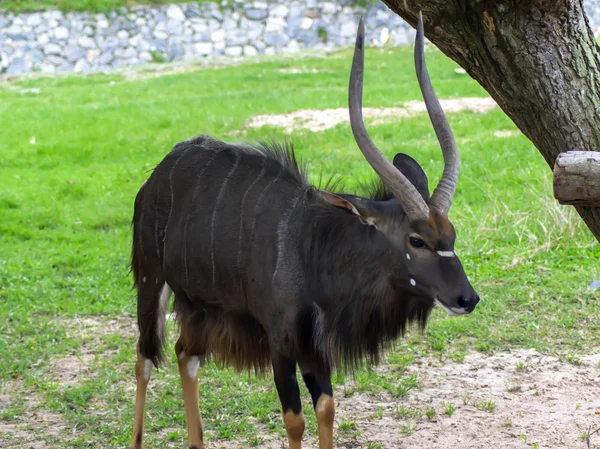 Tragelaphus angasii. — Stockfoto