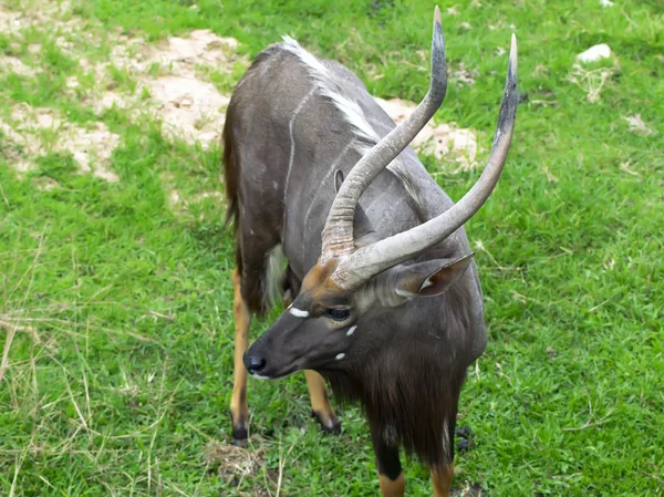 Nyala. — Stockfoto