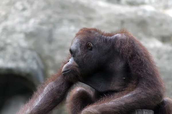 Orangotango-borneano (PONGO PYGMAEUS). — Fotografia de Stock