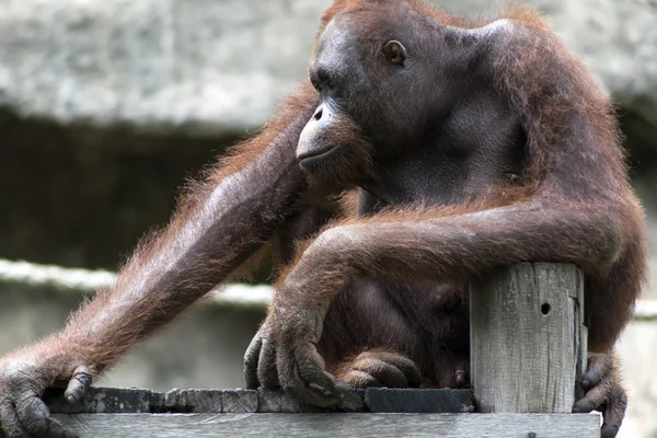 Bornéu Orangutan, Pongo Pygmaeus . — Fotografia de Stock