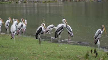 leylek, mycteria leucocephala, boyalı yağmur.