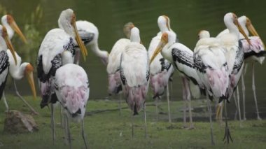 yağmur, leylek, mycteria leucocephala boyalı