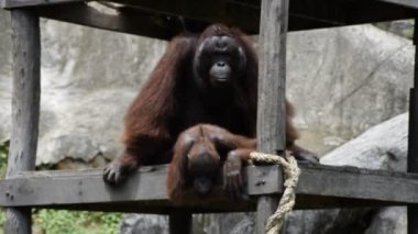 Borneo orangutan çoğaltılması