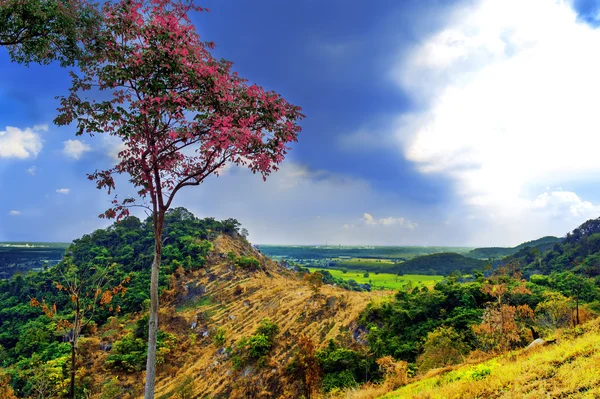 Baum auf dem khao chom hae Hügel. — Stockfoto