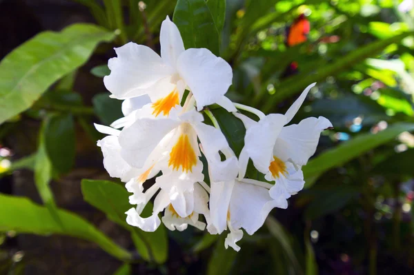 Orquídeas silvestres . —  Fotos de Stock