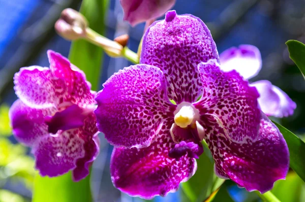 Orquídeas manchadas . — Fotografia de Stock
