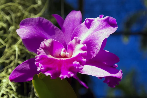 Orquídea rosa . — Fotografia de Stock