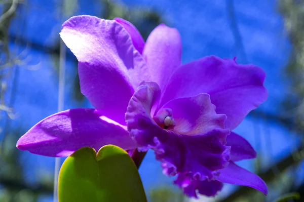 Pinkish Orchid. — Stock Photo, Image